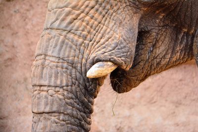 Close-up of elephant