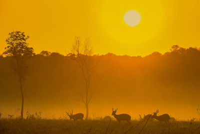 Silhouette of trees on field against orange sky