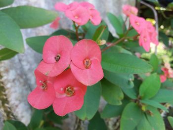 Close-up of pink flowers