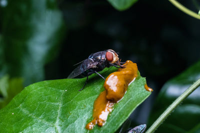 Close-up of housefly on leaf