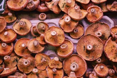 Full frame shot of mushrooms