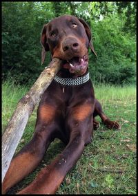 Dog lying on grass