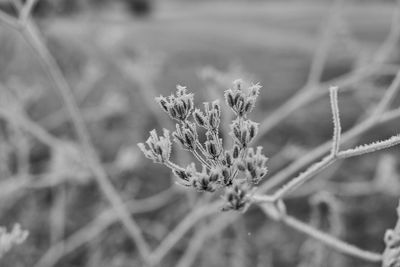 Close-up of plant