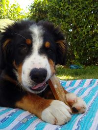 Close-up portrait of dog sitting outdoors