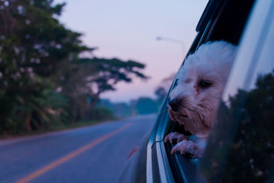 Close-up of dog looking through car windshield