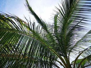 Low angle view of palm tree against sky