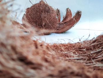 Close-up of frozen plant on land