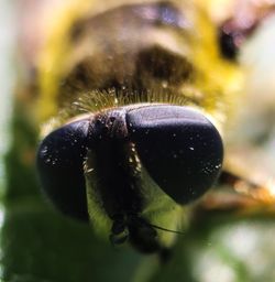 Close-up of insect on leaf