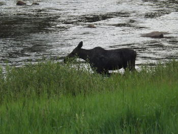 Horse on field