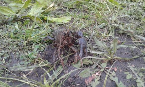 High angle view of lizard on field