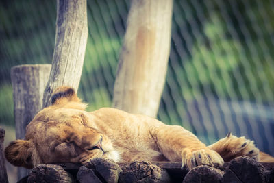 Cat sleeping in a zoo