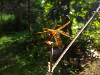 Close-up of wilted plant on land