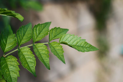 Close-up of green leaves