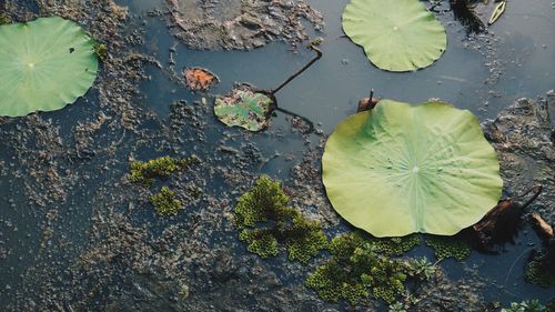 High angle view of water lily in lake