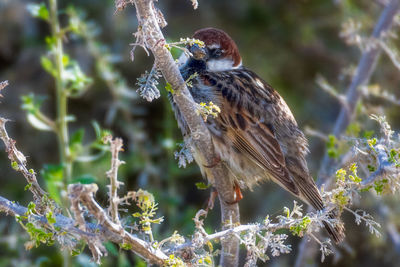 Close-up of bird perching on branch