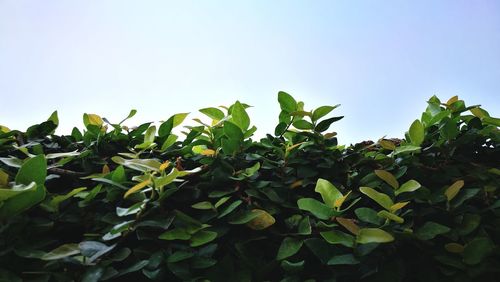 Low angle view of tree against clear sky