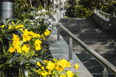 Close-up of yellow flowering plants by railing