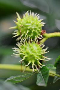 Close-up of plant growing outdoors