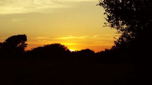 Silhouette of trees at sunset