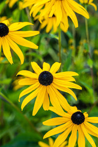 Close-up of yellow daisy flower