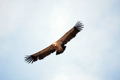 Low angle view of bird flying against sky