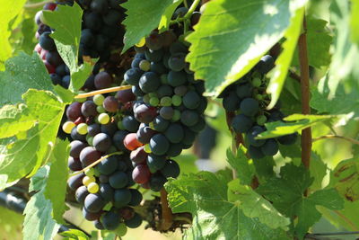 Close-up of grapes growing in vineyard