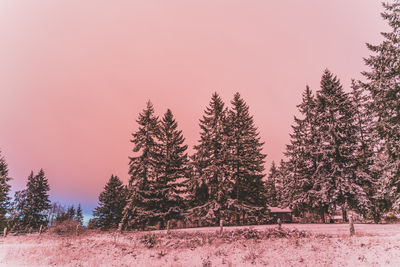 Pine trees in forest against sky during winter