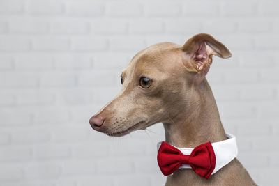 Close-up of dog looking away against wall