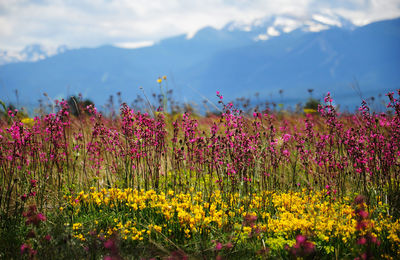 Scenic view of flowering plants on field against sky