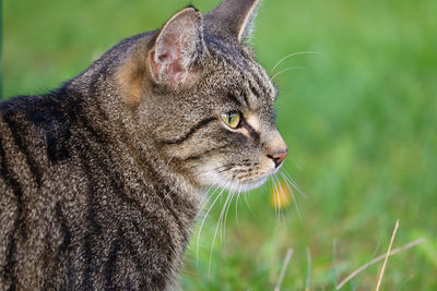 Close-up of a cat looking away