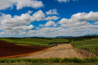 Scenic view of agricultural field against sky