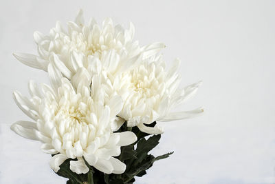 Close-up of white flowering plant