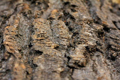 Full frame shot of tree
