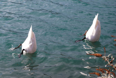 Fish swimming in sea