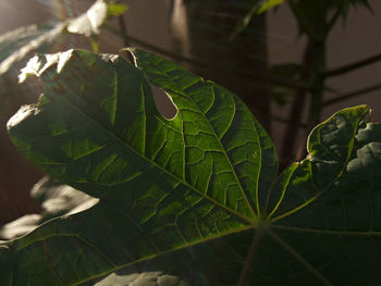 Close-up of water drops on plant