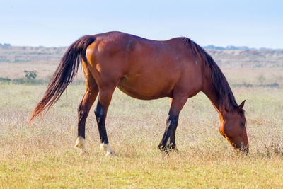 Horse grazing in field