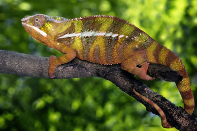 Panther chameleon furcifer pardalis - animal reptile photo series
