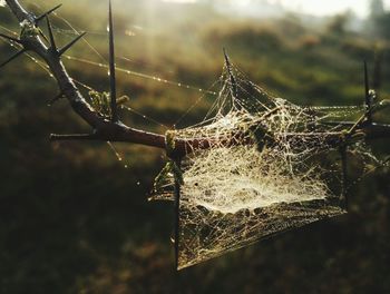 Close-up of spider web on tree against sky