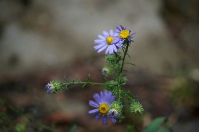 Close-up of purple flowers