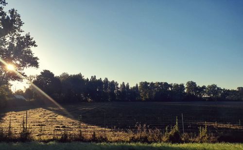 Trees on field against clear sky