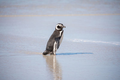 Close-up of penguin on pebbles at beach