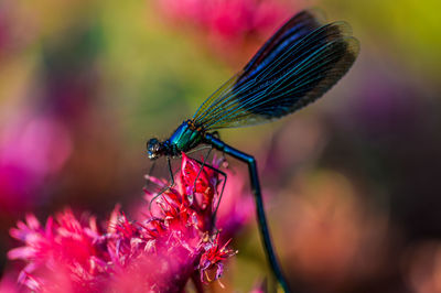 Close-up of butterfly pollinating on pink flower