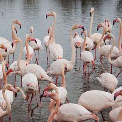 Flock of birds in water