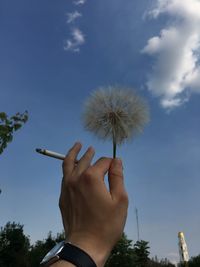 Low angle view of hand holding dandelion against sky