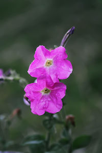 Close-up of pink rose flower