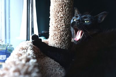 Close-up of cat yawning at home