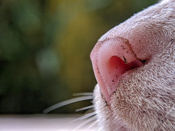 Close-up of dog with cat