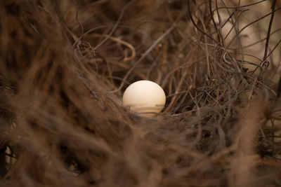 Close-up of bird in nest