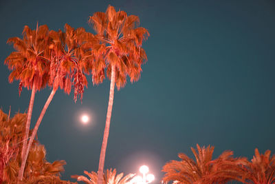 Low angle view of illuminated trees against sky at night