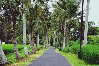 Road amidst trees in park